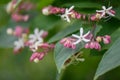 Harlequin glory-bower, Clerodendrum trichotomum, flowers and buds